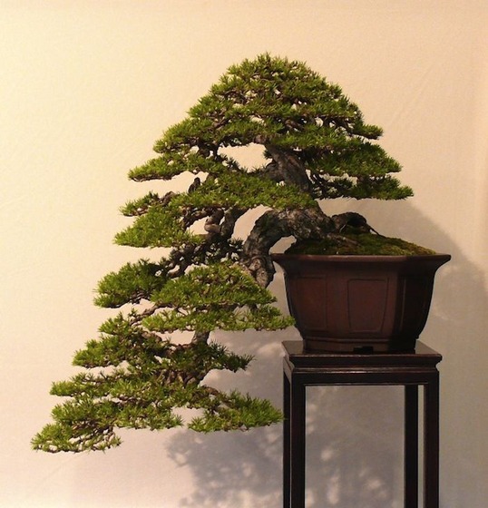 bonsai_style_1