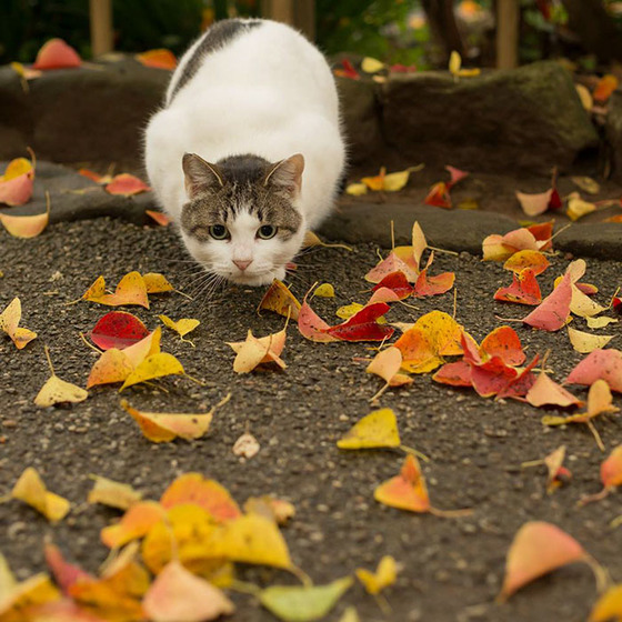 japanese_stray_cat_13