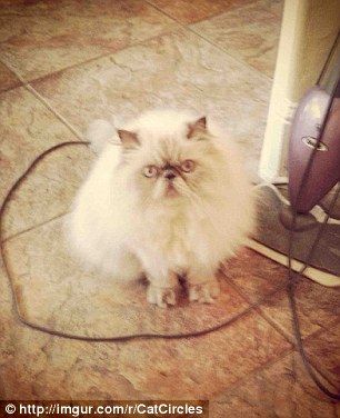 cat_circle10