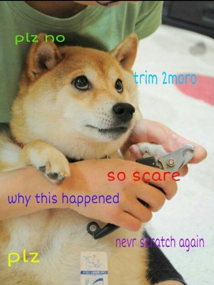 doge2