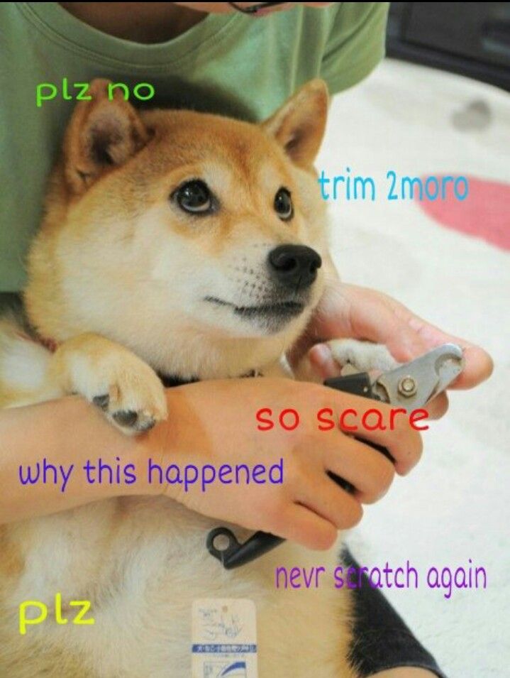 誕生日おめでとう Doge として世界中で大人気となった柴犬 かぼすちゃん の10歳の誕生日を海外の人達も祝福 海外の反応 すらるど 海外 の反応 誕生日おめでとう Doge として世界中で大人気となった柴犬 かぼすちゃん の10歳の誕生日を海外の人達も祝福 海外の反応 すらるど 海外 の反応