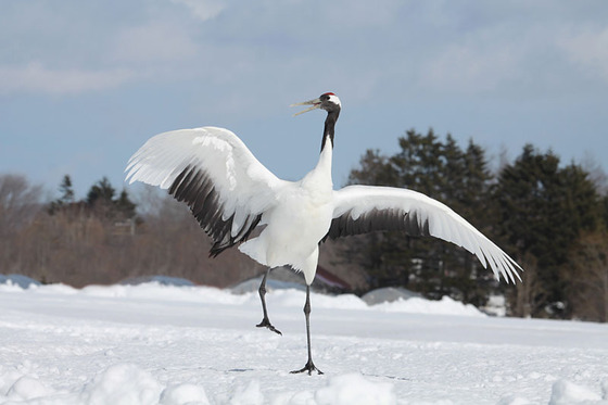 bird_japan_16_2