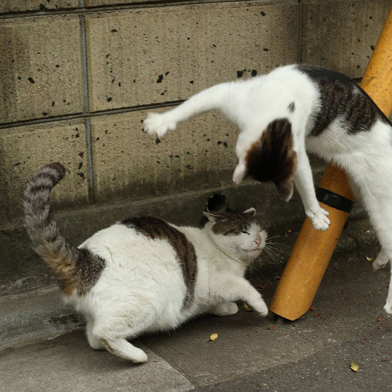 japanese_stray_cat_17