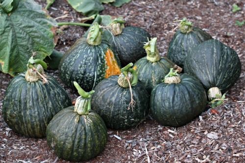 pumpkin_13