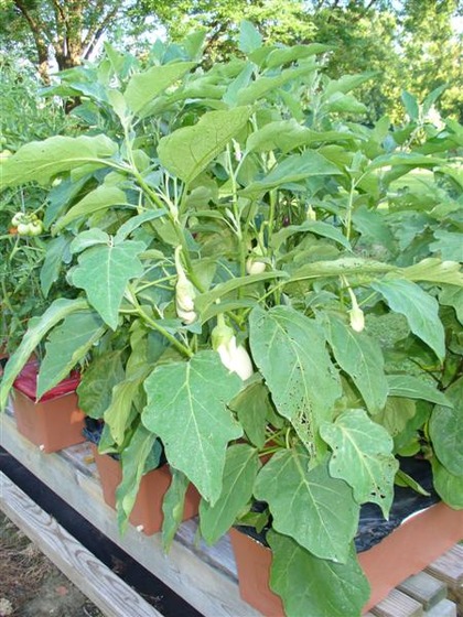 eggplant_2