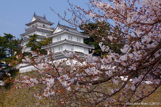 japan_sakura1