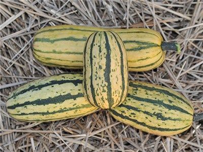 pumpkin_10