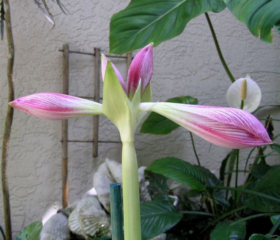 Amaryllis15