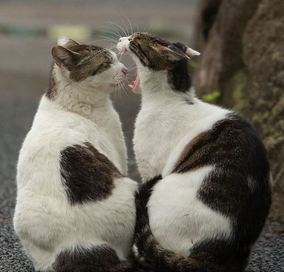 japanese_stray_cat_7