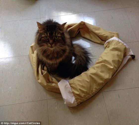 cat_circle14