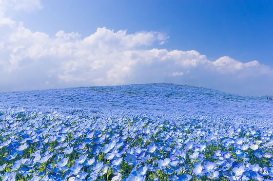 hitachi-seaside-park5