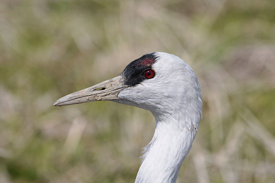 bird_japan_20_1