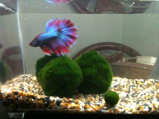 marimo16