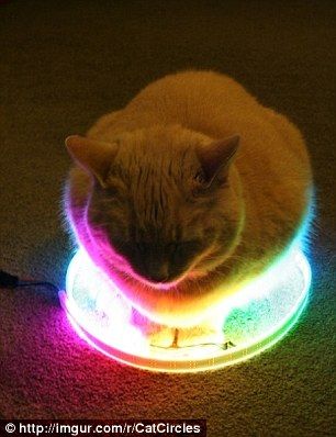 cat_circle13