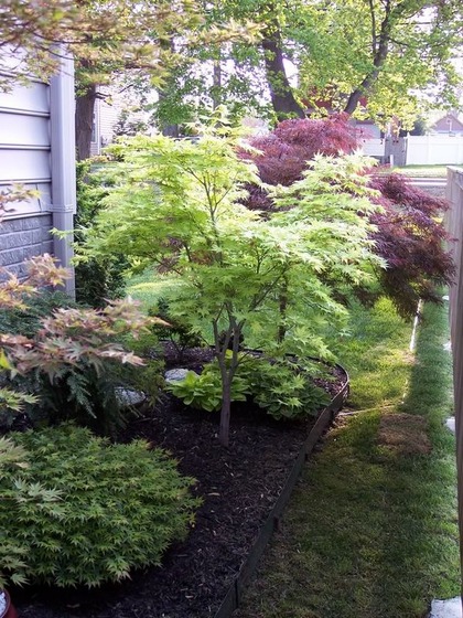 maple_13