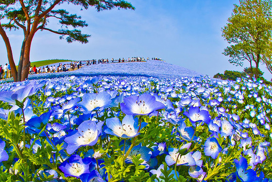 hitachi-seaside-park7