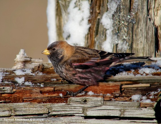 bird_japan_33