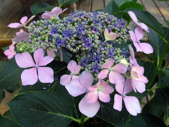 Hydrangea_7