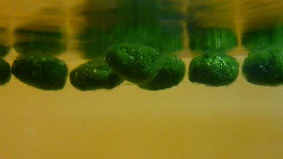 marimo13