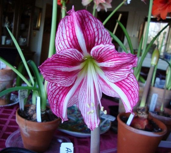 Amaryllis19
