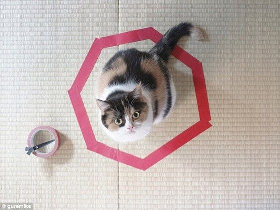 cat_circle4