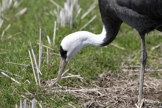 bird_japan_20