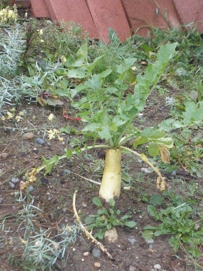 daikon_2