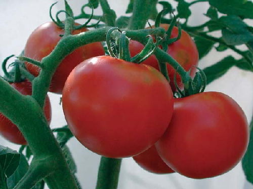 tomato_14
