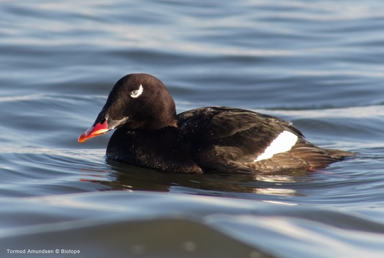 bird_japan_7