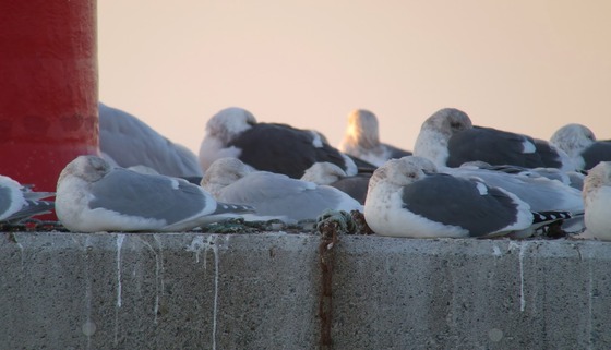 bird_japan_16