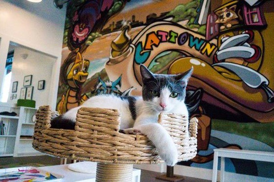catland_1_2