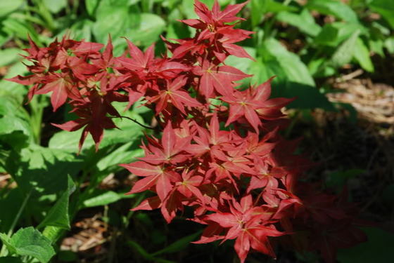 maple_11
