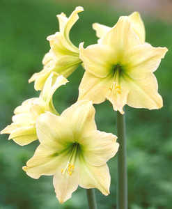 Amaryllis33
