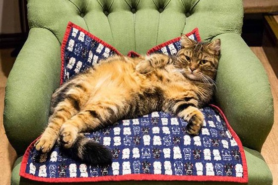 catland_11_2