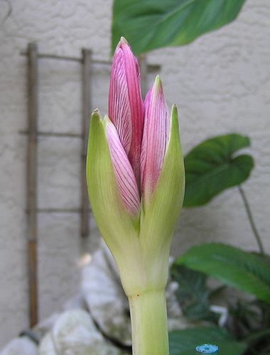 Amaryllis11