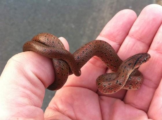 snake_13