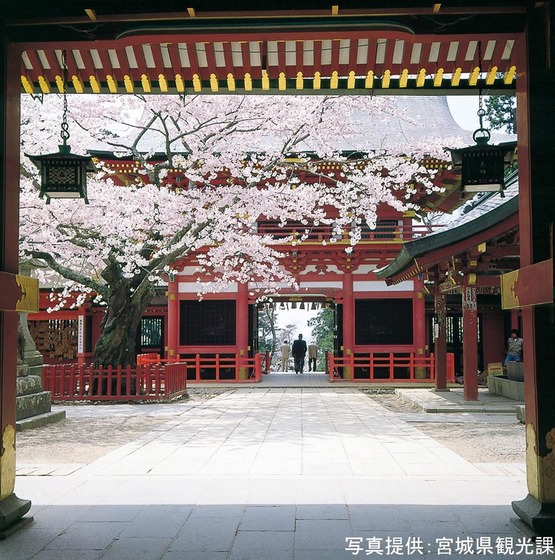 japan_sakura6
