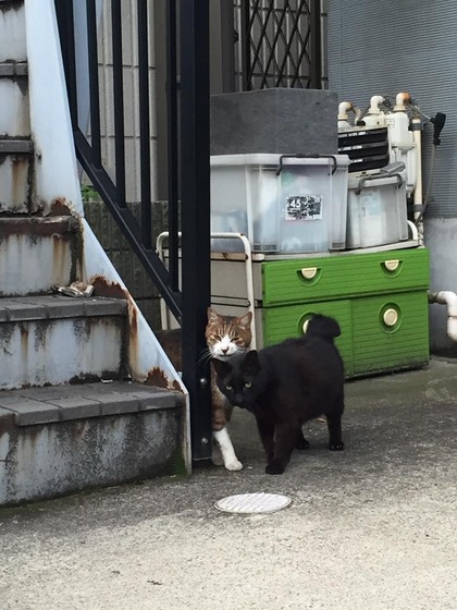 japanese_stray_cat_50
