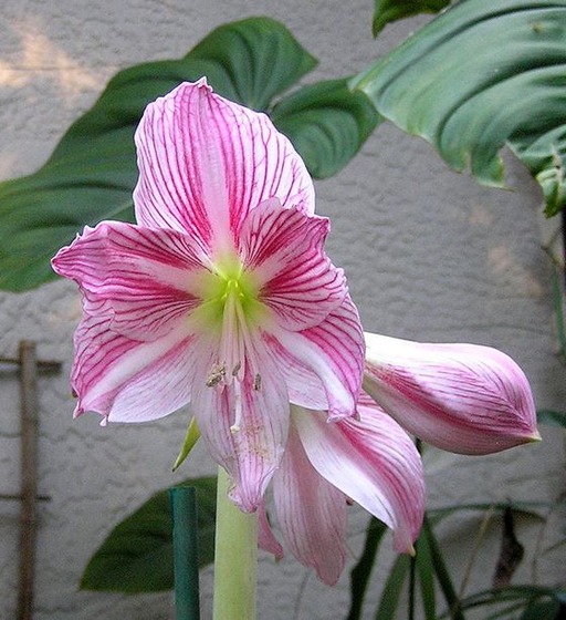 Amaryllis16