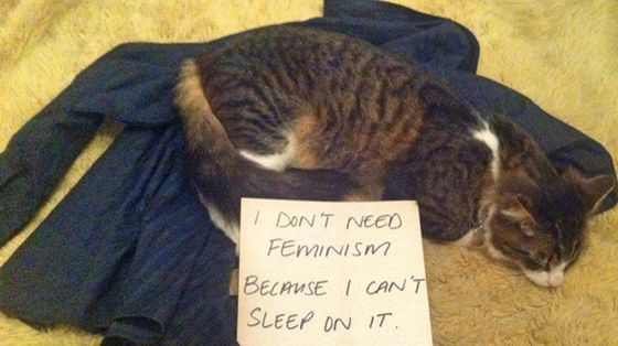 2014_cats_12_3