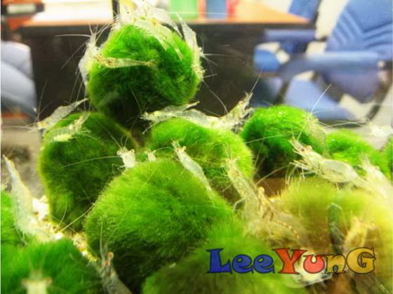 marimo6
