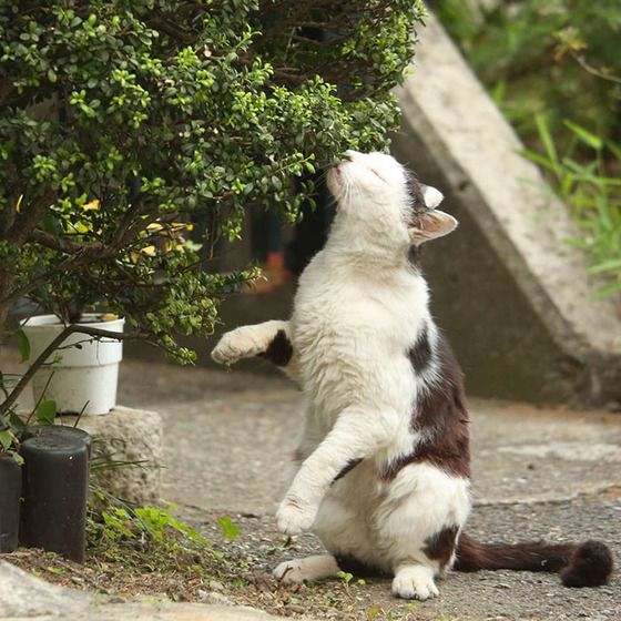 japanese_stray_cat_32