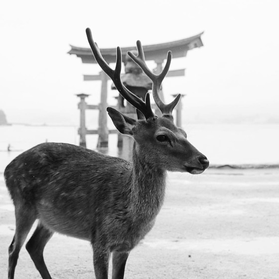 first_japan_14