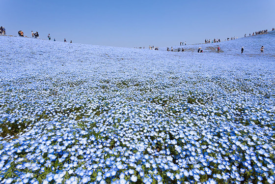 hitachi-seaside-park2