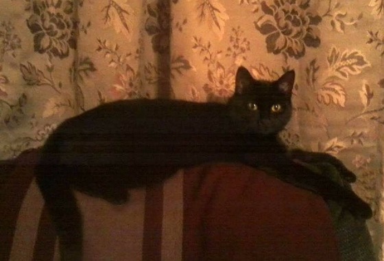 vell_cat_11