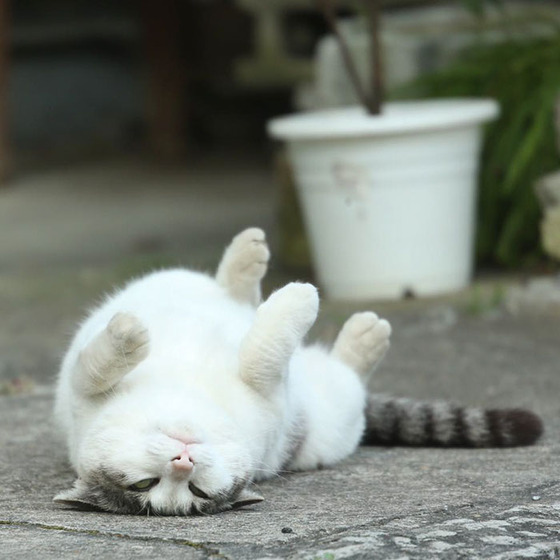 japanese_stray_cat_11