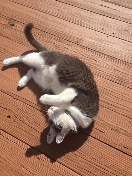 vell_cat_14