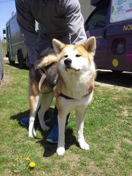 japanesedog_5