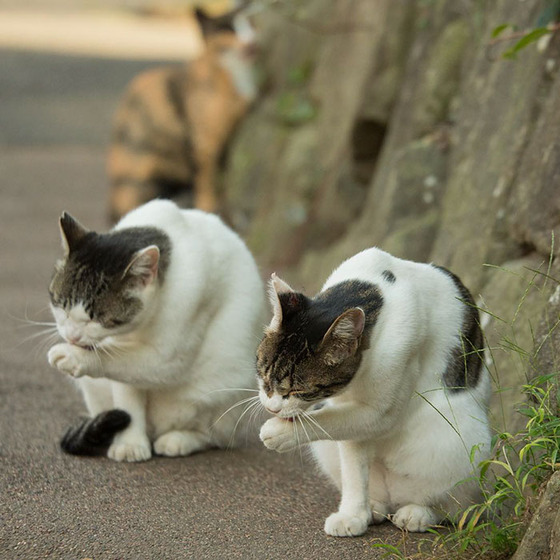 japanese_stray_cat_8