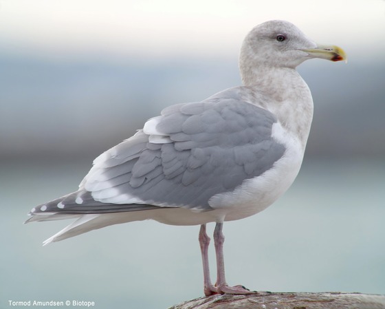 bird_japan_13